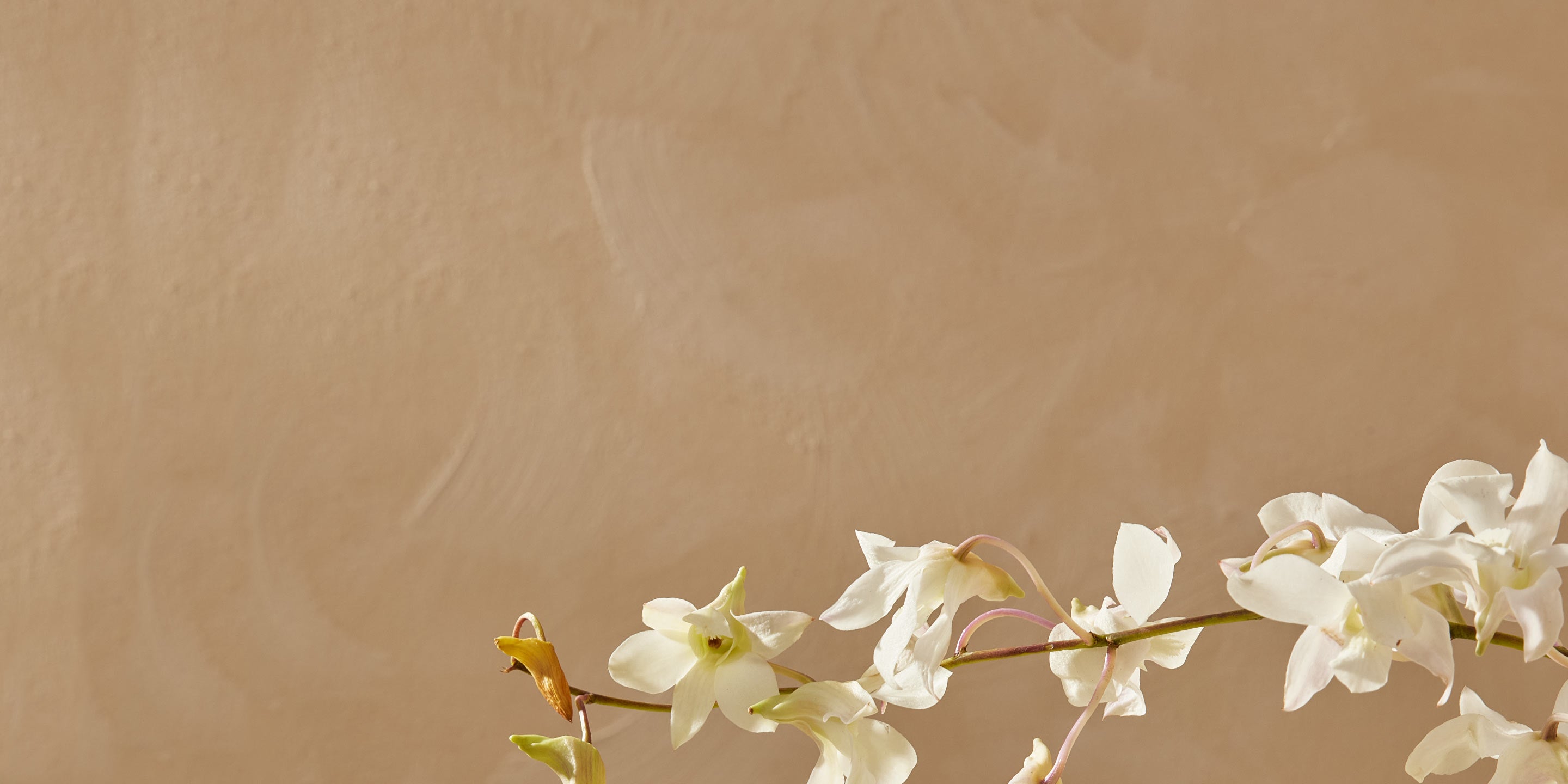 White flowers on a beige background