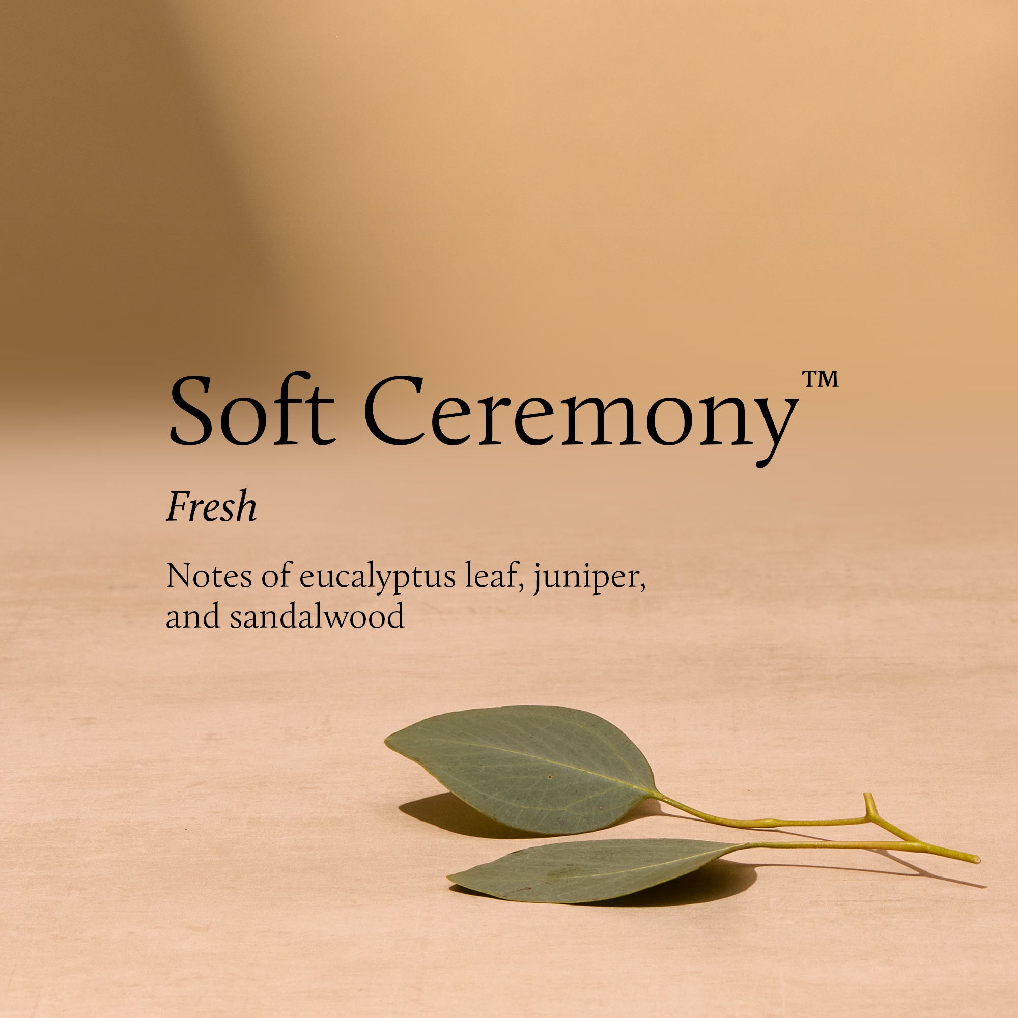 'Soft Ceremony' with eucalyptus leaves on a beige background