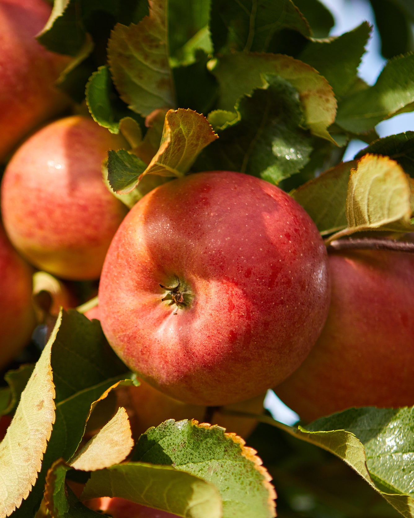 Red apples on a tree branch with green leaves