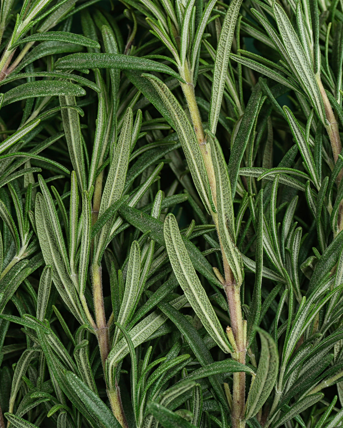 Close-up of green rosemary leaves on a dark background