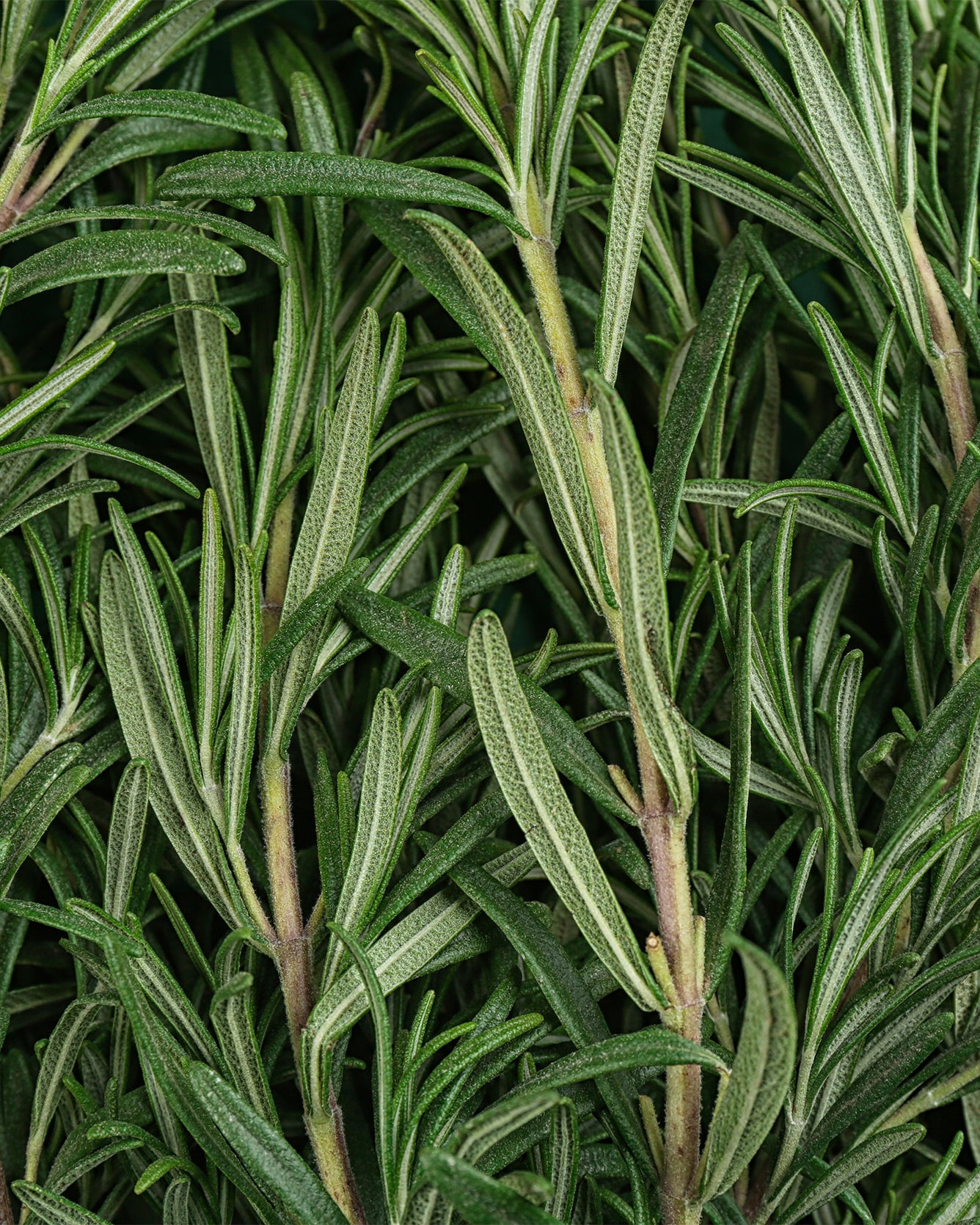 Close-up of green rosemary leaves on a dark background