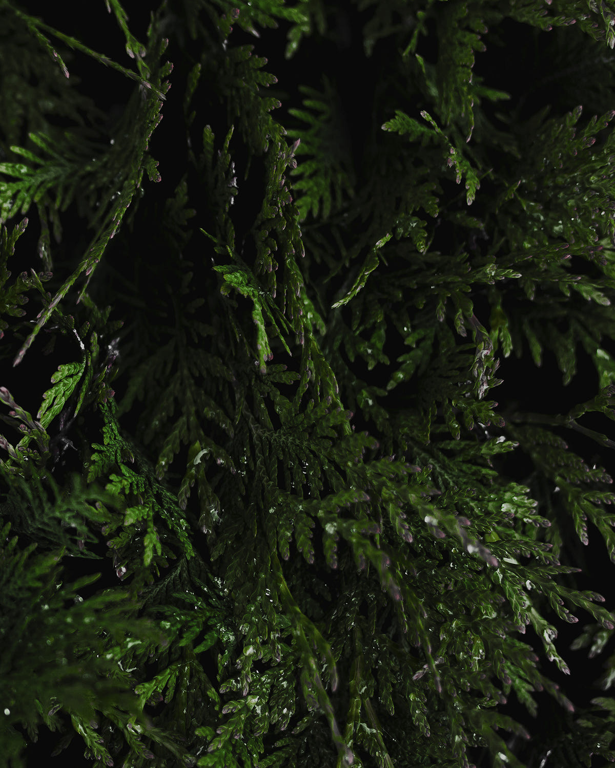 Close-up of a dark green artificial Christmas tree with a dense, full appearance.