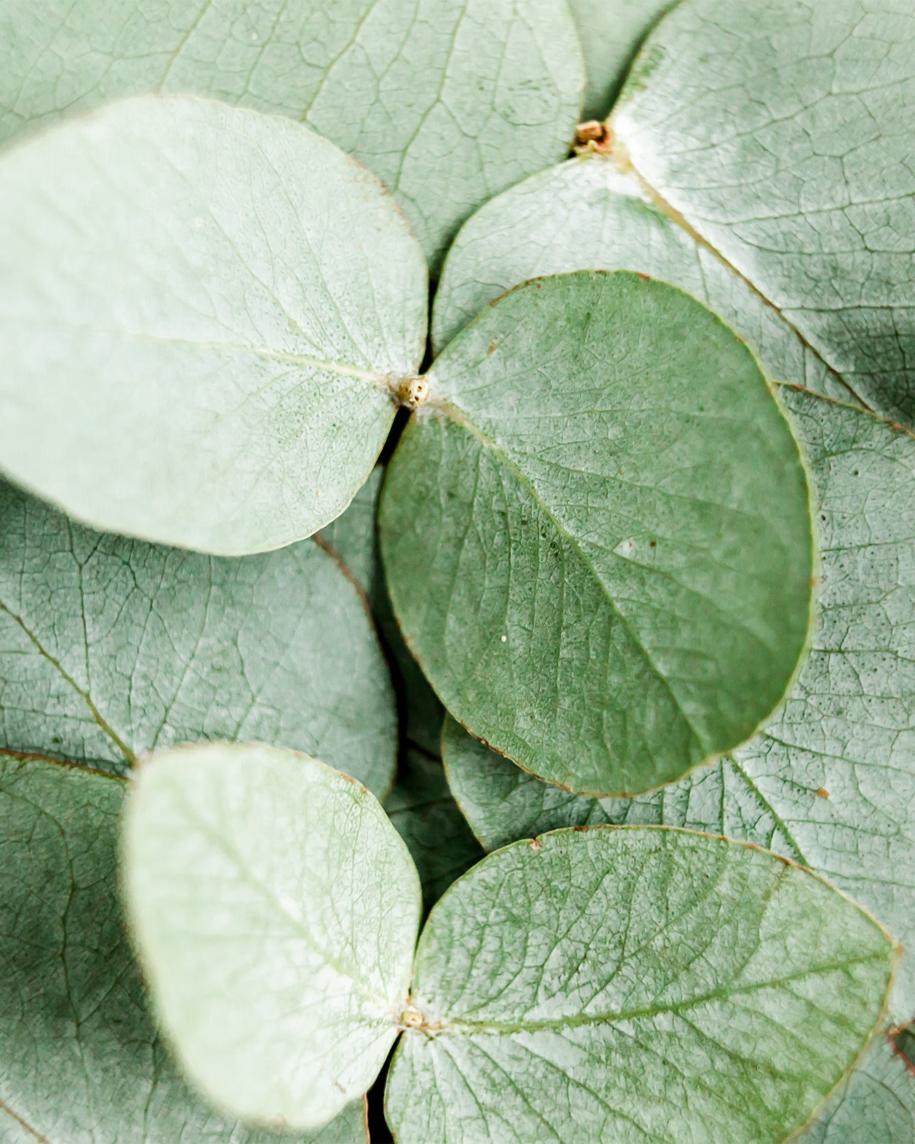 Close-up of green leaves with visible veins