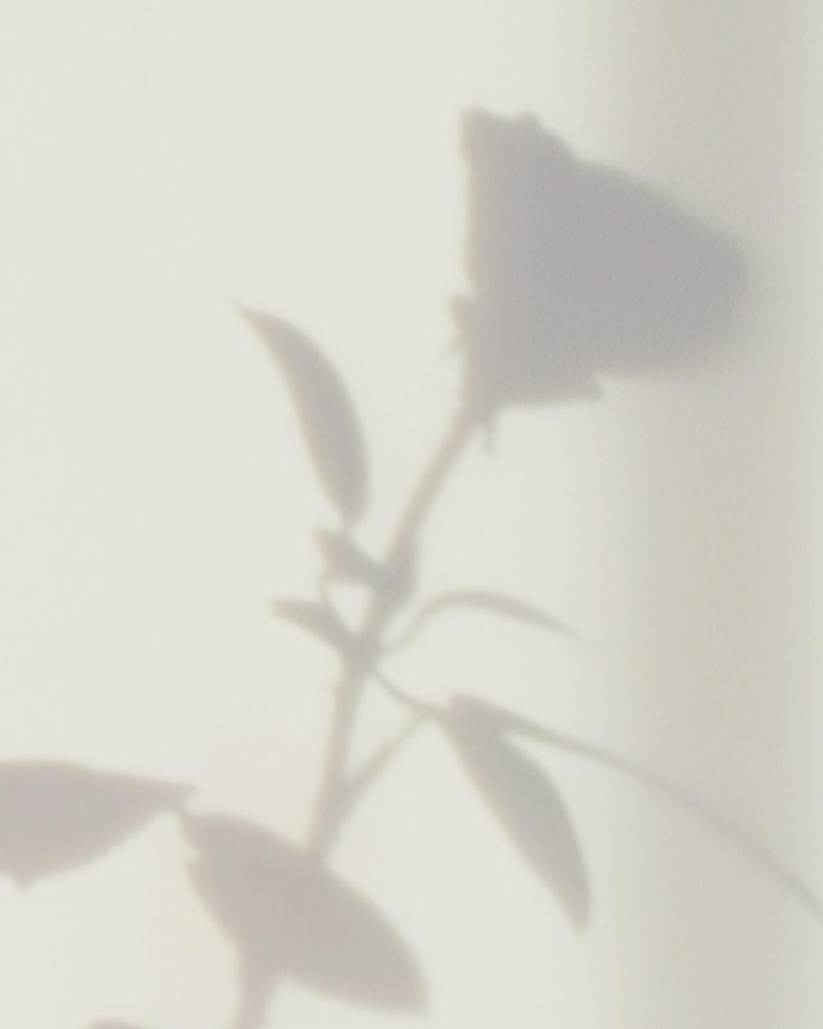 Shadow of a plant on a light gray wall