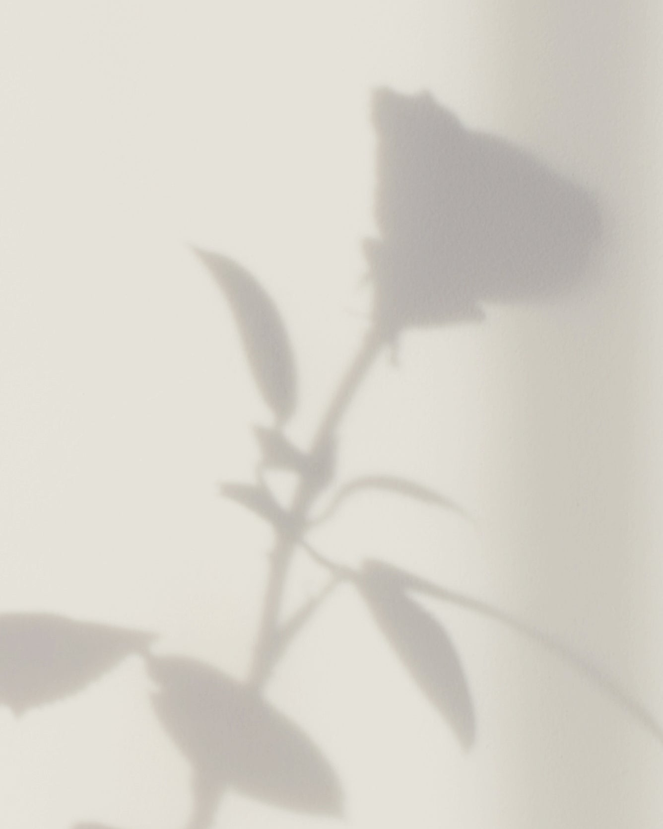 Shadow of a plant on a light gray wall