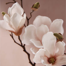 Magnolia Willow flowers