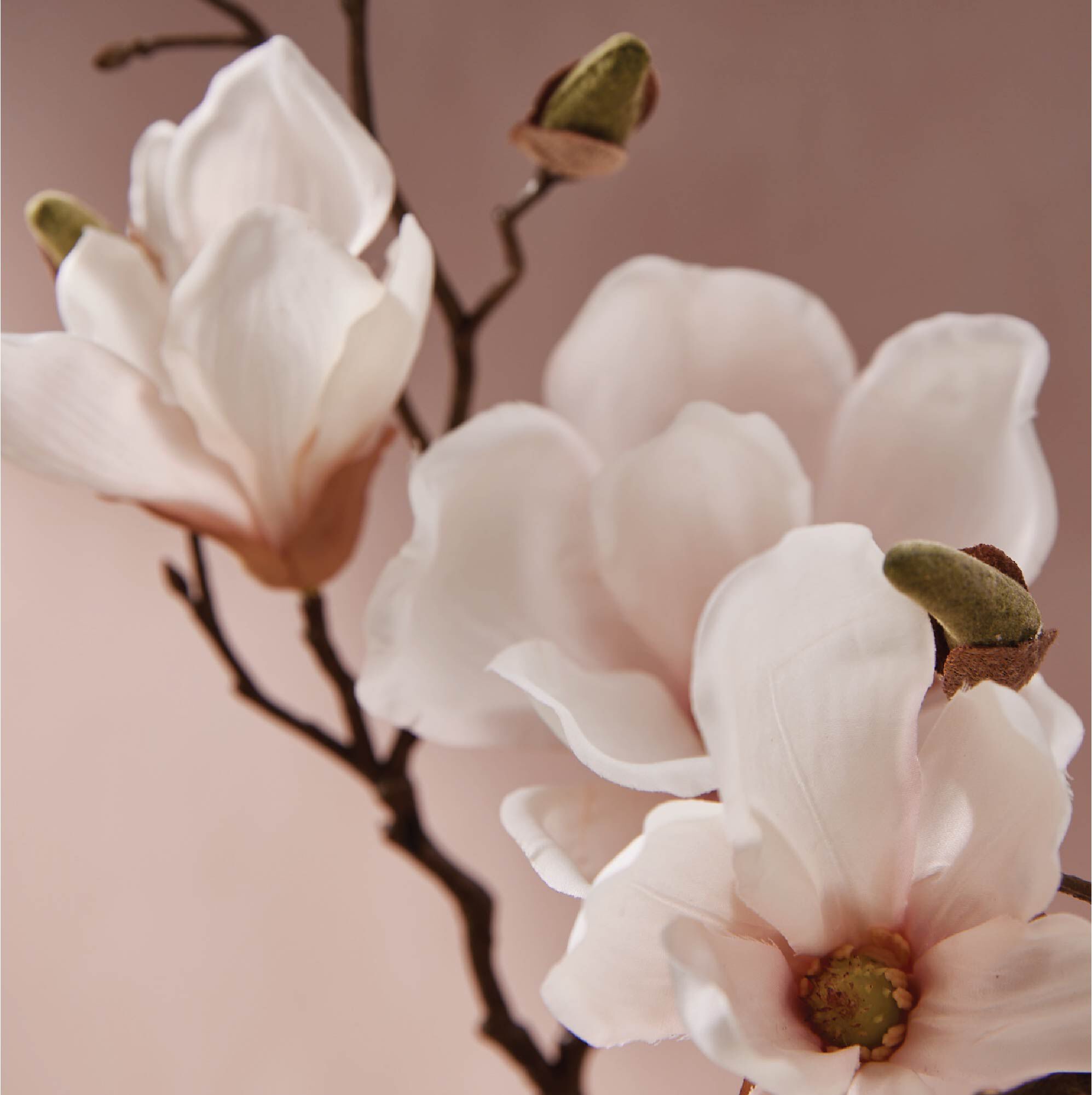 Magnolia Willow flowers