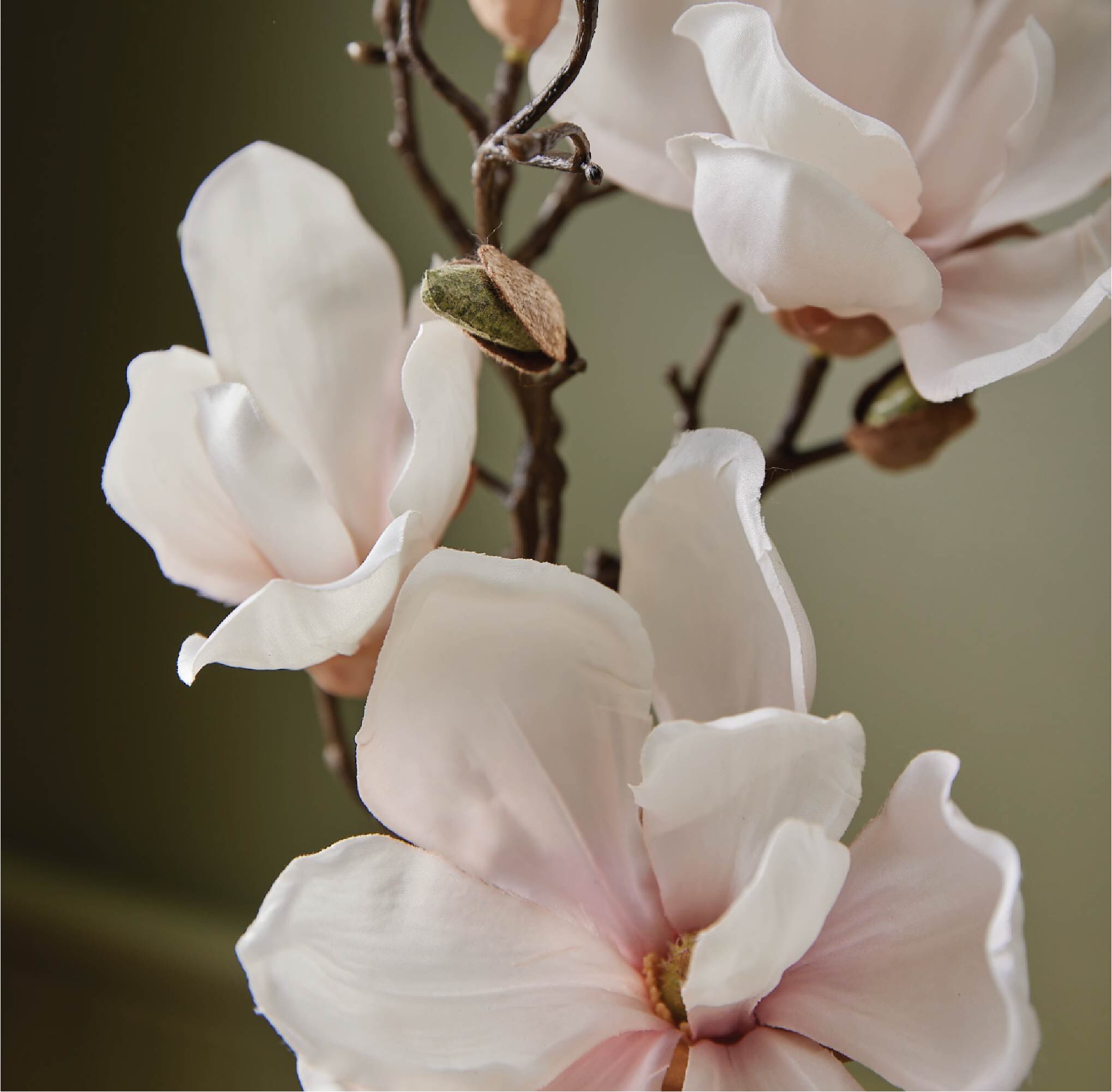 Magnolia Willow flowers