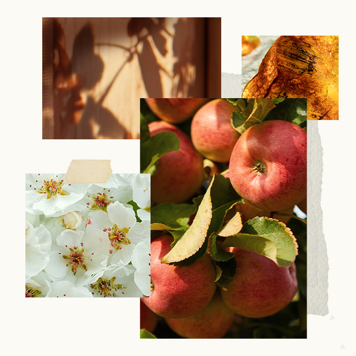 Collage of apples, flowers, and a leaf with a textured background