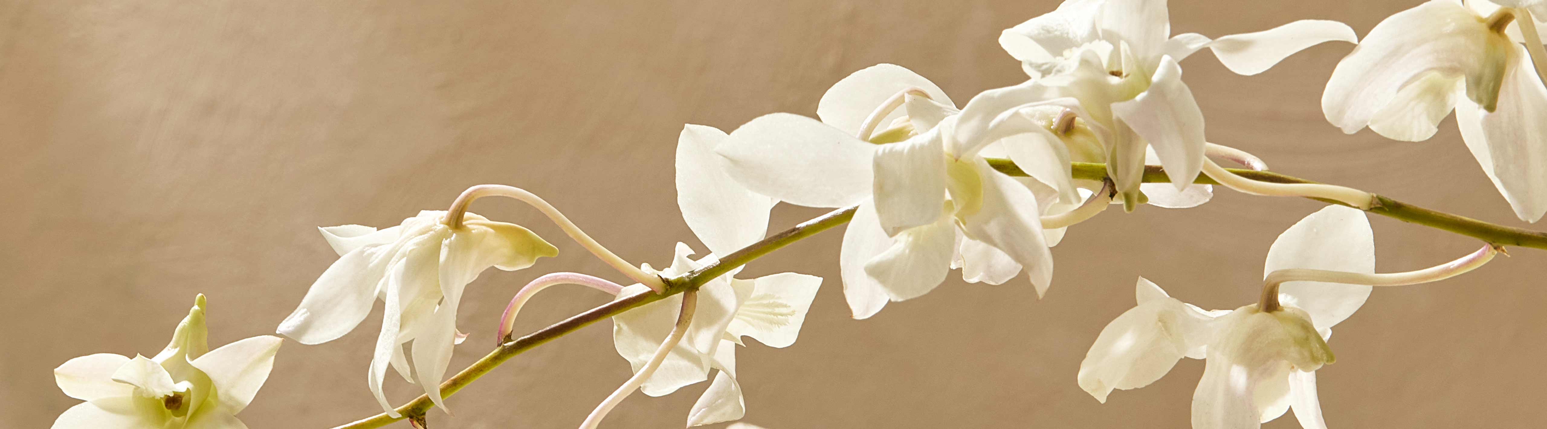 White orchids on a beige background