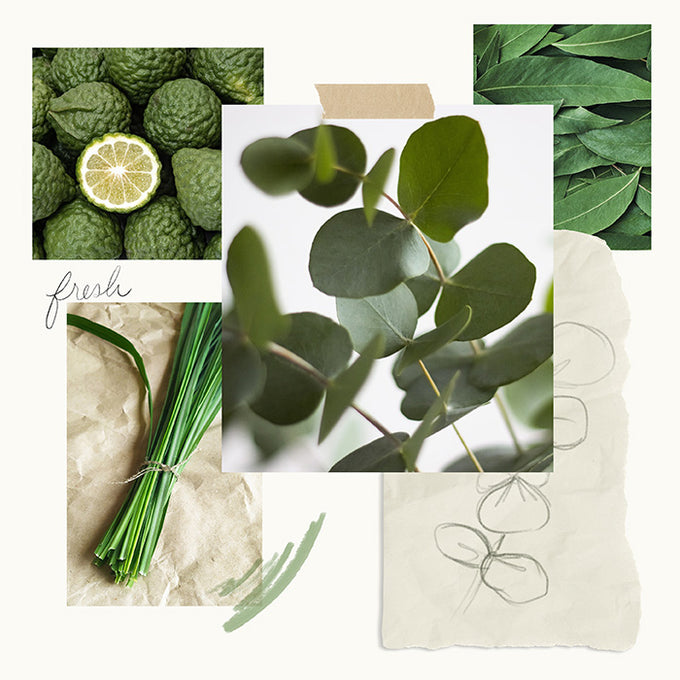 Eucalyptus Home Fragrance Mist | Thymes