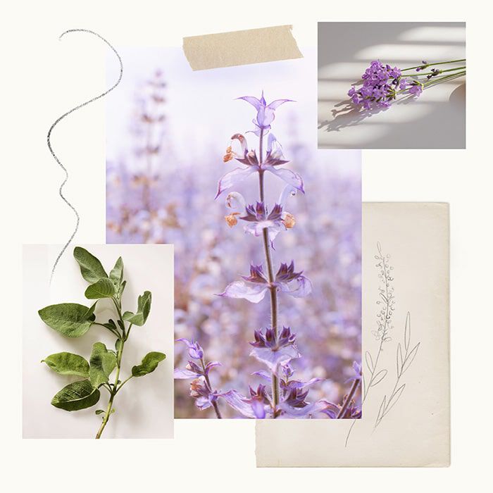 Lavender Fragrance Experience